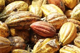 Theobroma Cacao