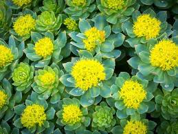 Rhodiola